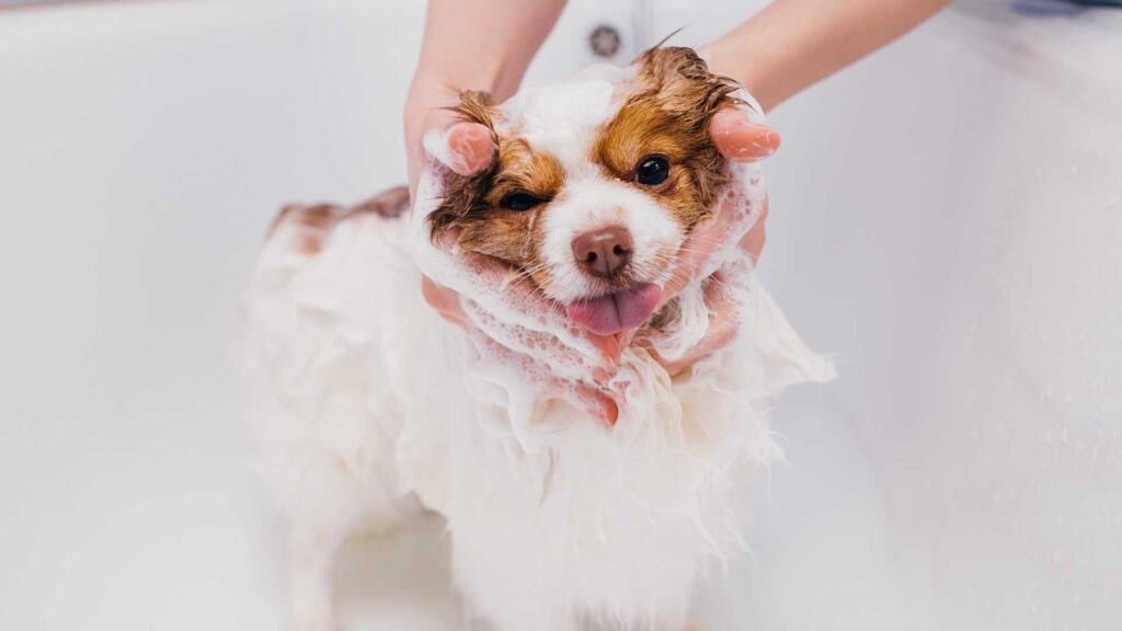 The pH Factor: Essential Insights for Human and Pet Shampoo Formulation - Image 2